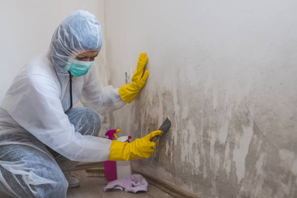 Best Mold Prevention Services  in Lamont, MI