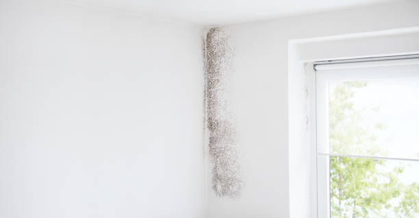 Best HVAC Mold Inspection and Cleaning  in Lamont, MI