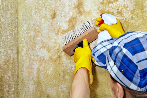  Lamont, MI Mold Removal Pros