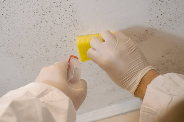 Best Comprehensive Air Testing for Mold Contaminants  in Lamont, MI
