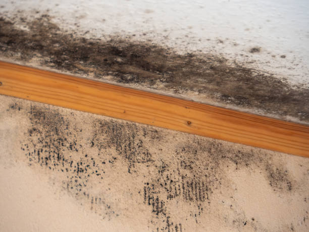 Best Indoor Air Quality Assessment  in Lamont, MI
