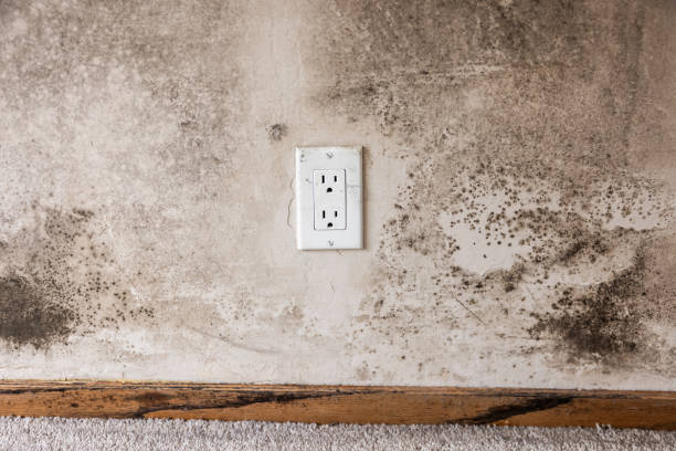 Best Post-Construction Mold Inspection  in Lamont, MI
