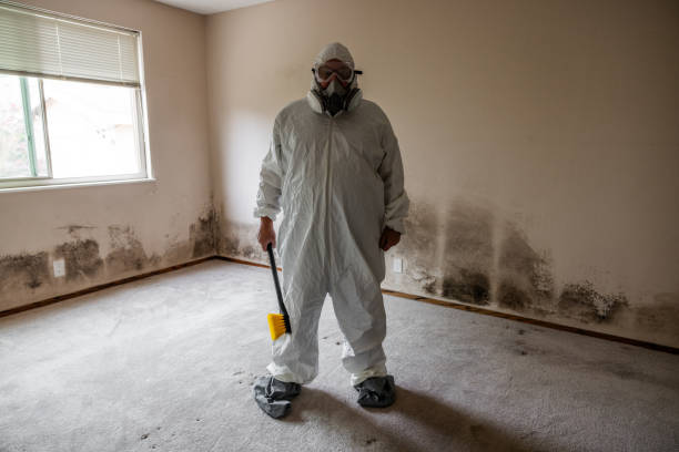 Best Attic Mold Removal  in Lamont, MI