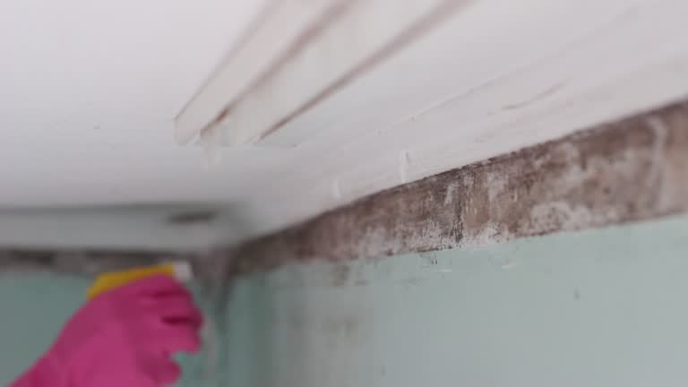 Best Airborne Mold Testing  in Lamont, MI